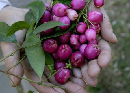 Jalea Lilly Pilly Cristal 40g La Natural